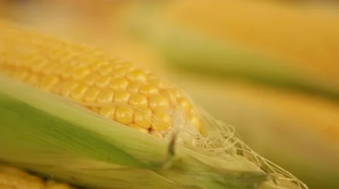 Fresh Corn, yellow background, close up Stock Footage 55807767