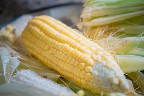 Fresh Corncob with selective focus and blur background. Stock Photos