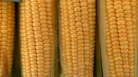 Fresh corncobs close-up top view Stock Footage 117102480