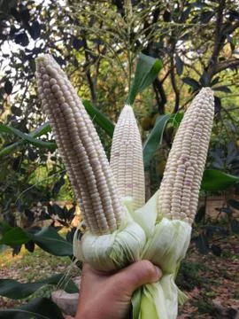 Fresh corns Foto stock
