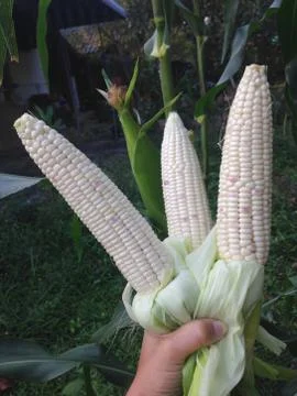 Fresh corns Stock Photos