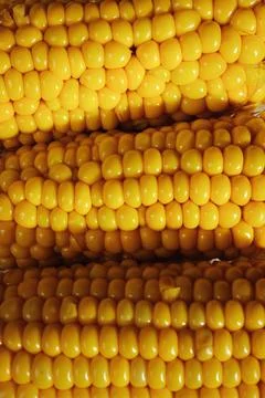 Fresh corns Foto stock