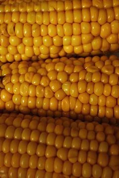 Fresh corns Stock Photos