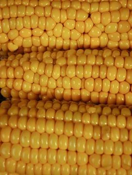 Fresh corns Foto stock