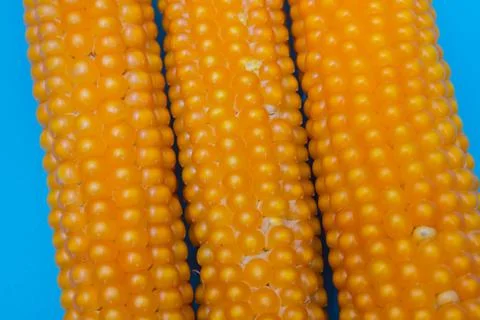 Fresh corns Stock Photos