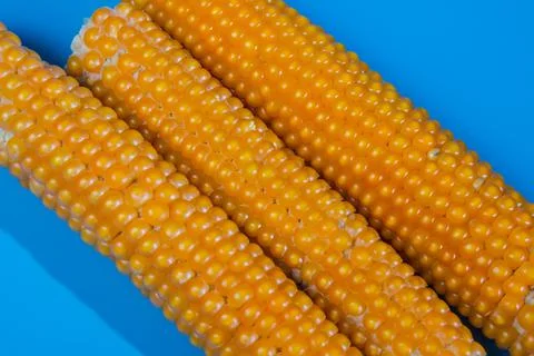Fresh corns Stock Photos