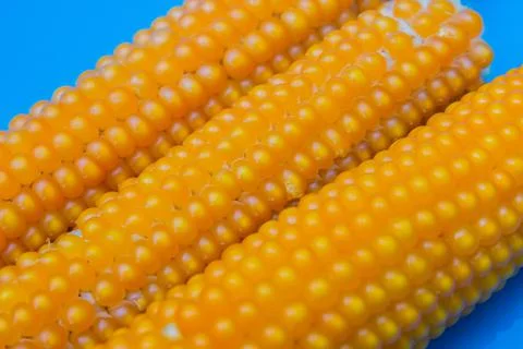 Fresh corns Stock Photos