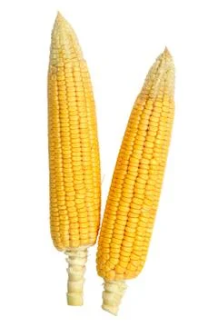 Fresh corns on a white background Stock Photos