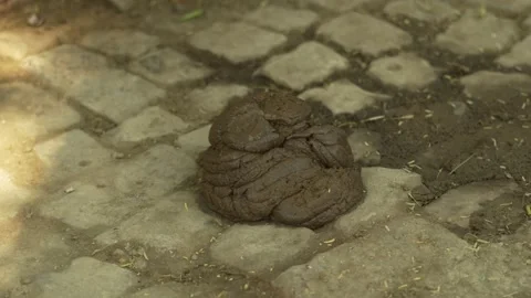 Fresh Cow Dung on Mud Ground in Indian Village Stock Footage 320362945