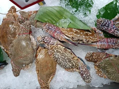 Fresh crab on ice Stock Photos