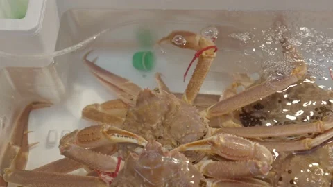 Fresh crab in styrofoam container fish market Stock Footage 231263461