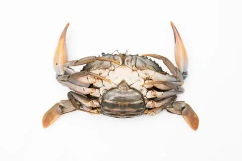 Fresh crab on a white background Stock Photos
