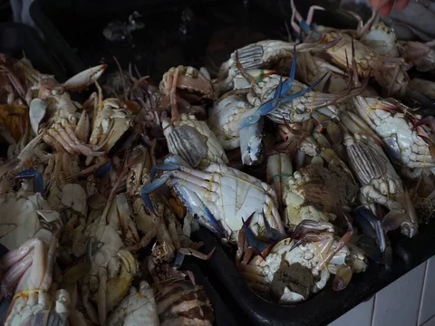 Fresh crabs Stock Footage 120991320