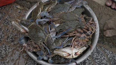 Fresh crabs Stock Footage 140268893