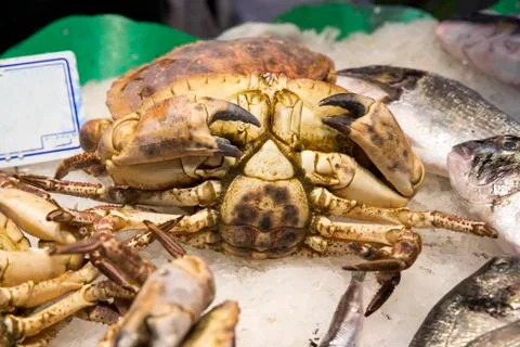 Fresh crabs 写真素材