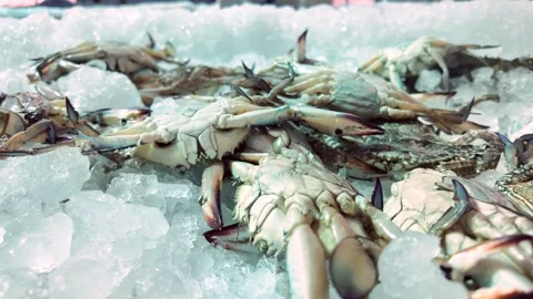 Fresh crabs on white ice display at seafood market stall with movement and .. Vídeos de archivo 332258984