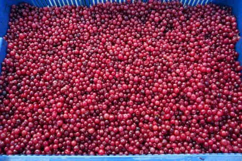 Fresh cranberries in a box as a background, texture. healthy eating concept Stock Photos
