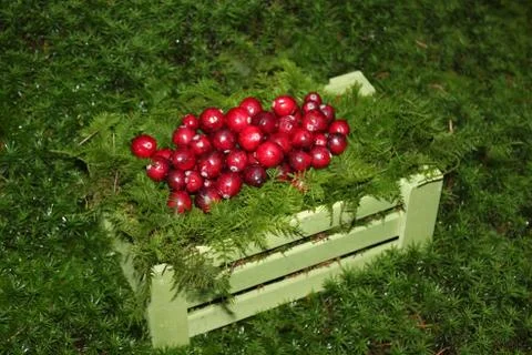 Fresh cranberries in the moss Stock Photos