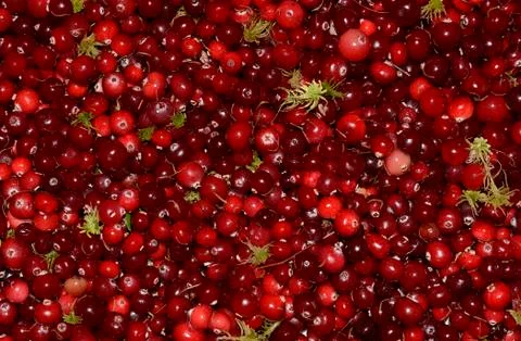 Fresh cranberries Stock Photos