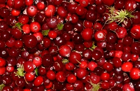 Fresh cranberries Fotos de archivo