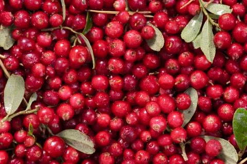Fresh cranberries Stock Photos