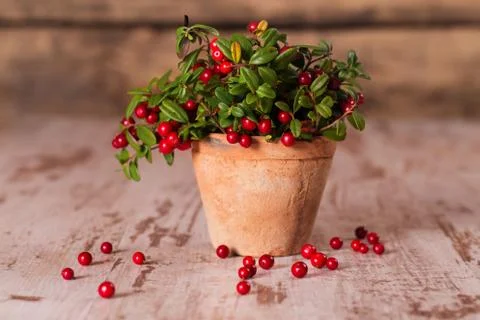 Fresh cranberries in a pot Stock Photos