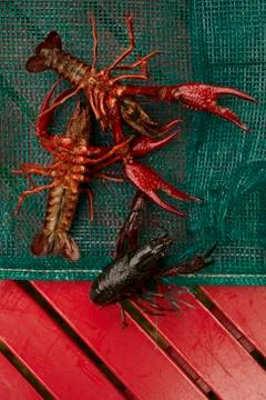 Fresh Crawfish Stock Photos