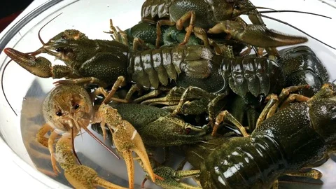 Fresh crayfish in bowl Stock Footage 76149691