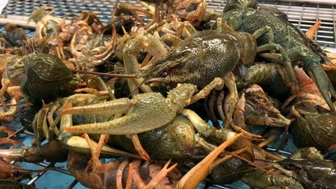 Fresh crayfish on market Stock Footage 76149626