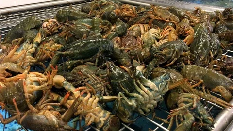 Fresh crayfish on market Stock Footage 76149949