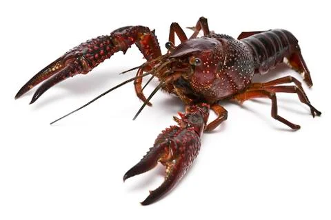Fresh crayfish. Stock Photos