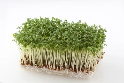 Fresh cress Stock Photos