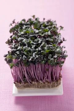 Fresh cress Stock Photos