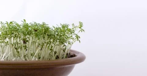 Fresh cress Stock Photos