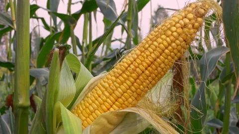 A fresh crop of corn is ready to be harvested in a cornfield. Ripe ear of yellow Stock Footage 159994572