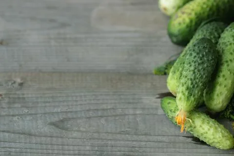 Fresh crop of cucumbers Stock Photos