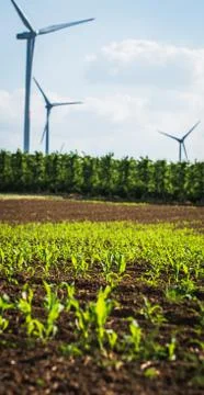 Fresh crops Stock Photos