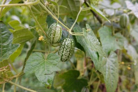 Fresh cucamelon mouse melon fruit growing on vine Stock Photos