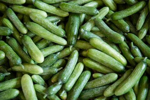 Fresh cucumber background Stock Photos