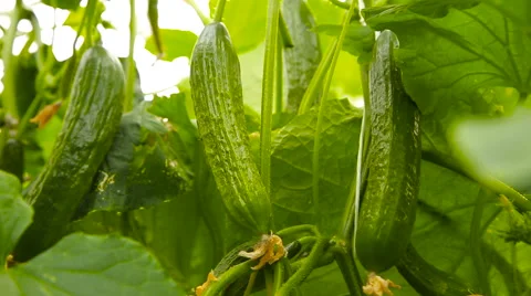 Fresh cucumber on a branch Stock Footage 62637249