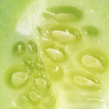 Fresh cucumber close up Stock Photos