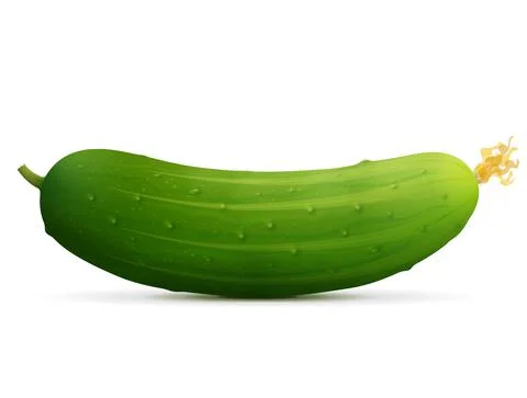Fresh cucumber fruit close up Stock Illustration