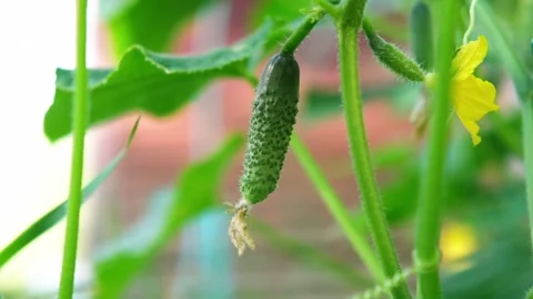A fresh cucumber growing on a branch. Stock Footage 280959485