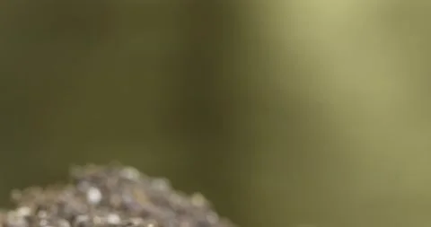 Fresh cucumber growing macro time-lapse. Closeup of germination and growth of Stock Footage 156796580