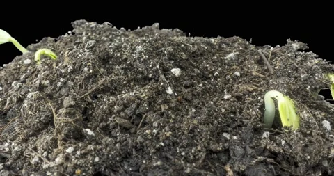 Fresh cucumber growing macro time-lapse. Closeup of germination and growth of Stock Footage 156796992