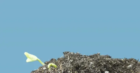 Fresh cucumber growing macro time-lapse. Closeup of germination and growth of Stock Footage 156797339