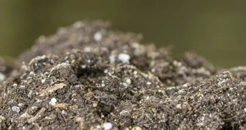 Fresh cucumber growing macro time-lapse. Closeup of germination and growth of Stock Footage 165575696