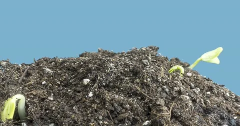 Fresh cucumber growing macro time-lapse. Closeup of germination and growth of Stock Footage 165576412