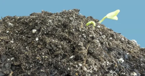 Fresh cucumber growing macro time-lapse. Closeup of germination and growth of Stock Footage 169975612