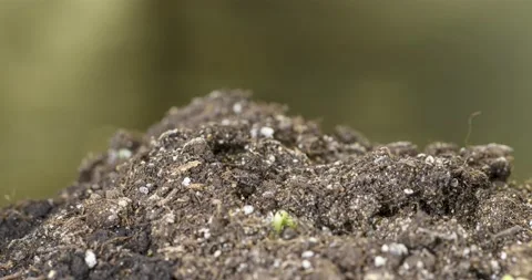 Fresh cucumber growing macro time-lapse. Closeup of germination and growth of Stock Footage 170116840